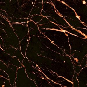 Glossy Port Saint Laurent marble